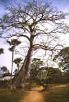 baobab.jpg (68513 octets)