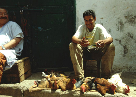 Poules à vendre