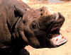 Rhinocéros unicorne d'Asie