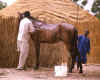 Cheval