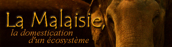Malaisie, la domestication d'un cosystme