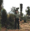 zaca_ad.jpg (84667 octets)