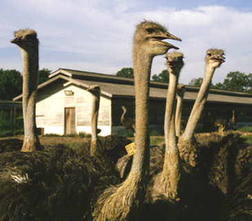 Ferme d'autruches