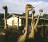 Ferme d'autruches