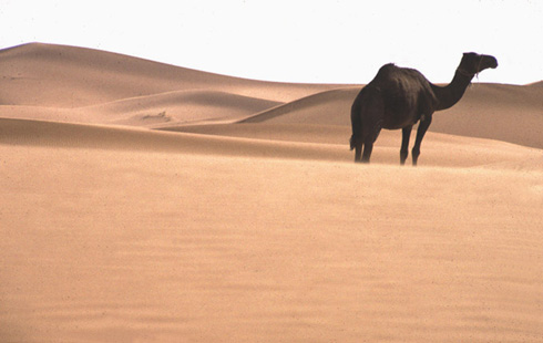 Un dromadaire sur sa dune