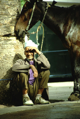 Abattoir rural