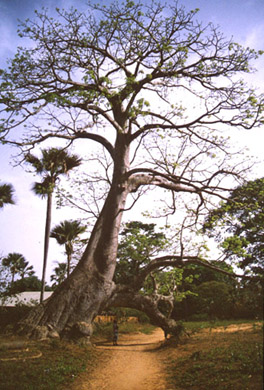Majestueux baobab