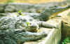 Crocodiles