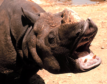 Rhinocéros unicorne d'Asie