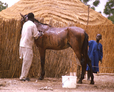 Animal-transport