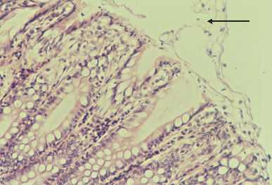 art1p.jpg (14896 octets)