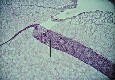 art5p.jpg (15237 octets)