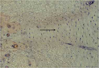 art6p.jpg (12468 octets)