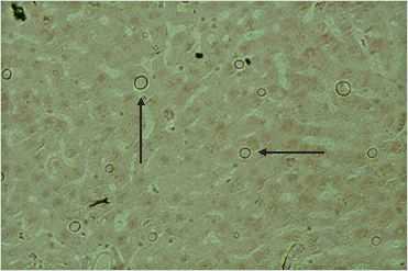 art7p.jpg (10030 octets)