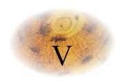v.jpg (2444 octets)