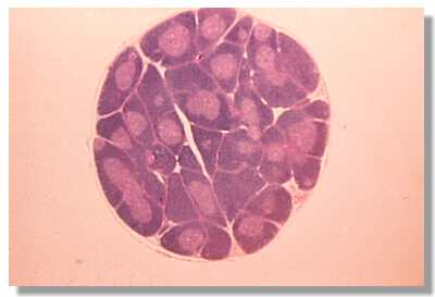 thymus1.jpg (9150 octets)