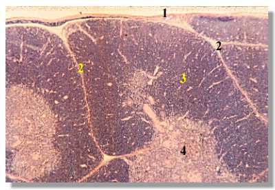 thymus2P.jpg (20881 octets)
