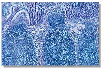 nodg_2.jpg (32585 octets)