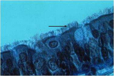 struc14p.jpg (11567 octets)