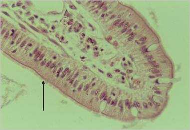 struc16p.jpg (11688 octets)
