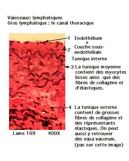 cardio 1_19.jpg (37746 octets)