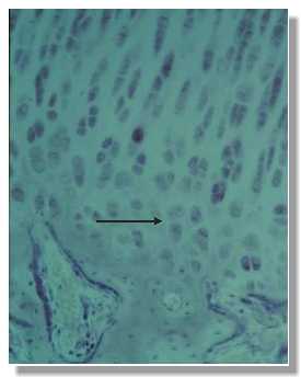 tcar8p.jpg (8353 octets)